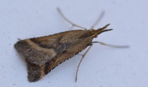 Synaphe punctalis